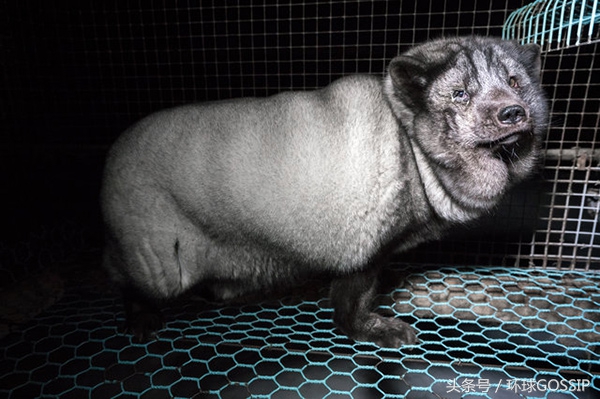 在芬兰皮毛工厂生活的北极狐，体重是正常同类的7倍，面目全非