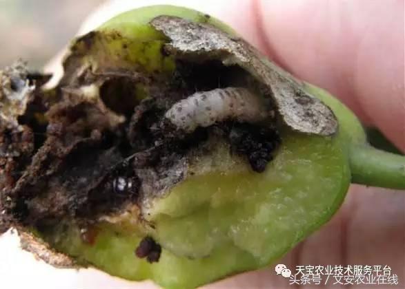 家用杀虫剂喷雾十大品牌,内吸性杀虫剂十大排行