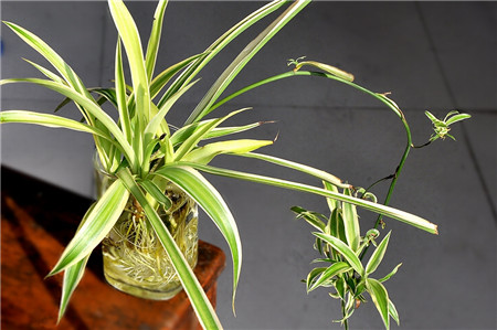 怎样水培吊兰扦插,水培吊兰怎样才能长的更快