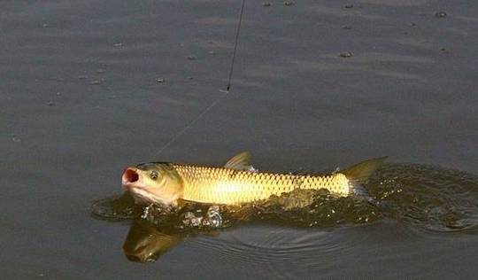 秋末冬初钓大草鱼技巧,夏末秋初野钓草鱼鲤鱼技巧