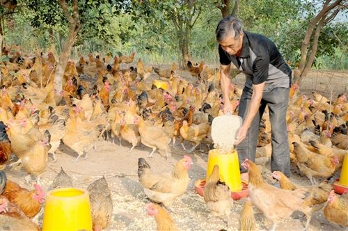 育雏温度高的危害,育雏温度设置区间