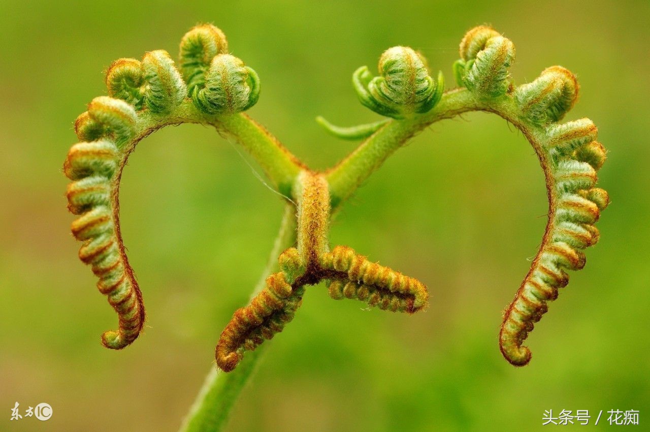 蕨类花卉怎么养,不会养花就养盆吊兰