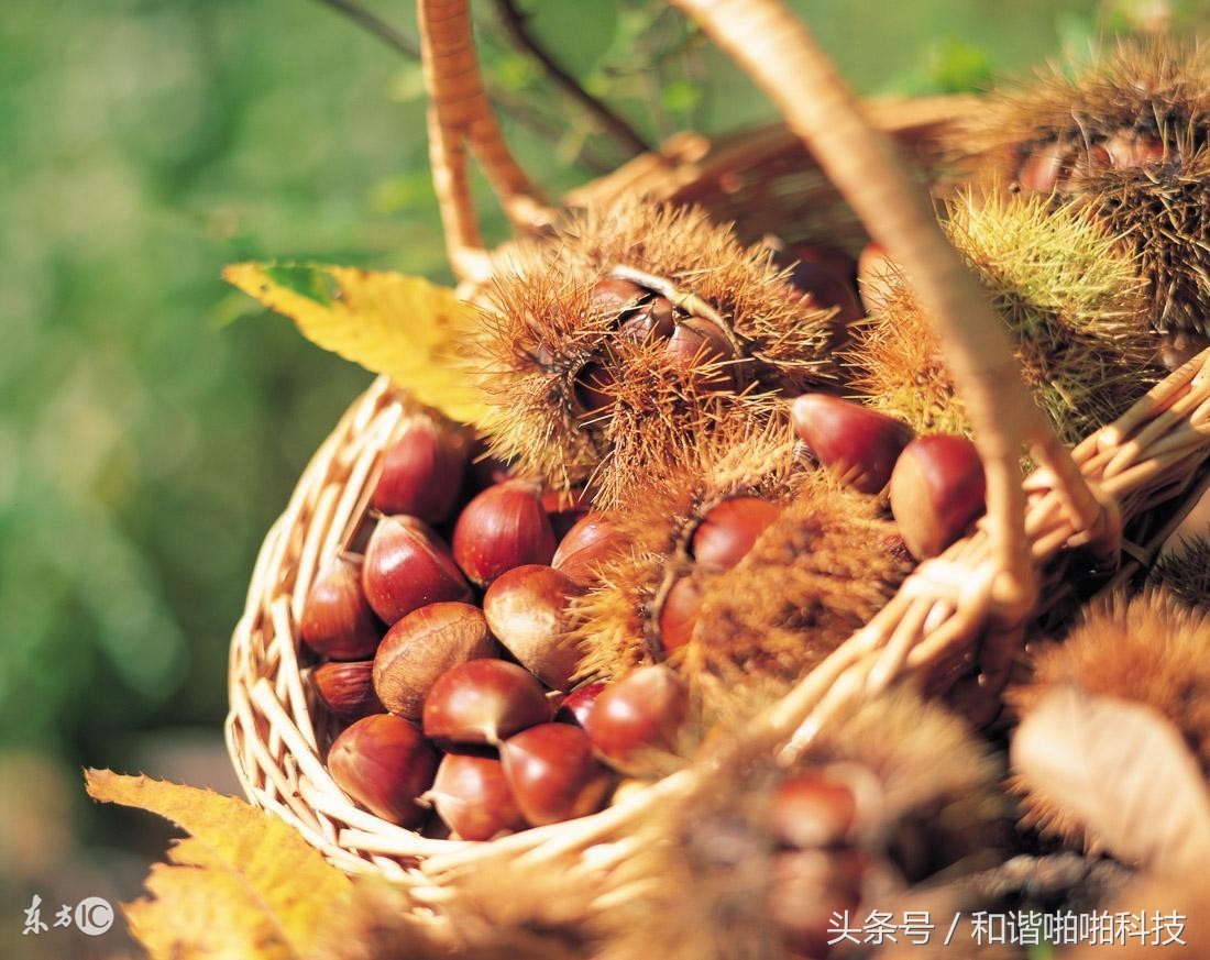 预防疾病的健康长寿食物,4种公认的长寿食物你知道几个
