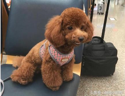 肠胃炎打了一针第二天脑袋昏,肠胃炎打针后依然疼