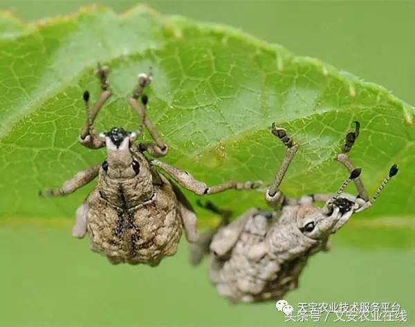 十大类杀虫剂详解不容错过,十大类型杀虫剂