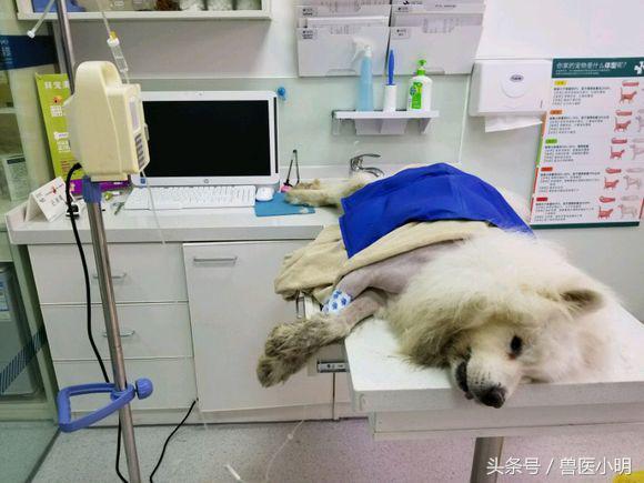 萨摩耶犬中暑怎么救,萨摩耶被寄养受伤