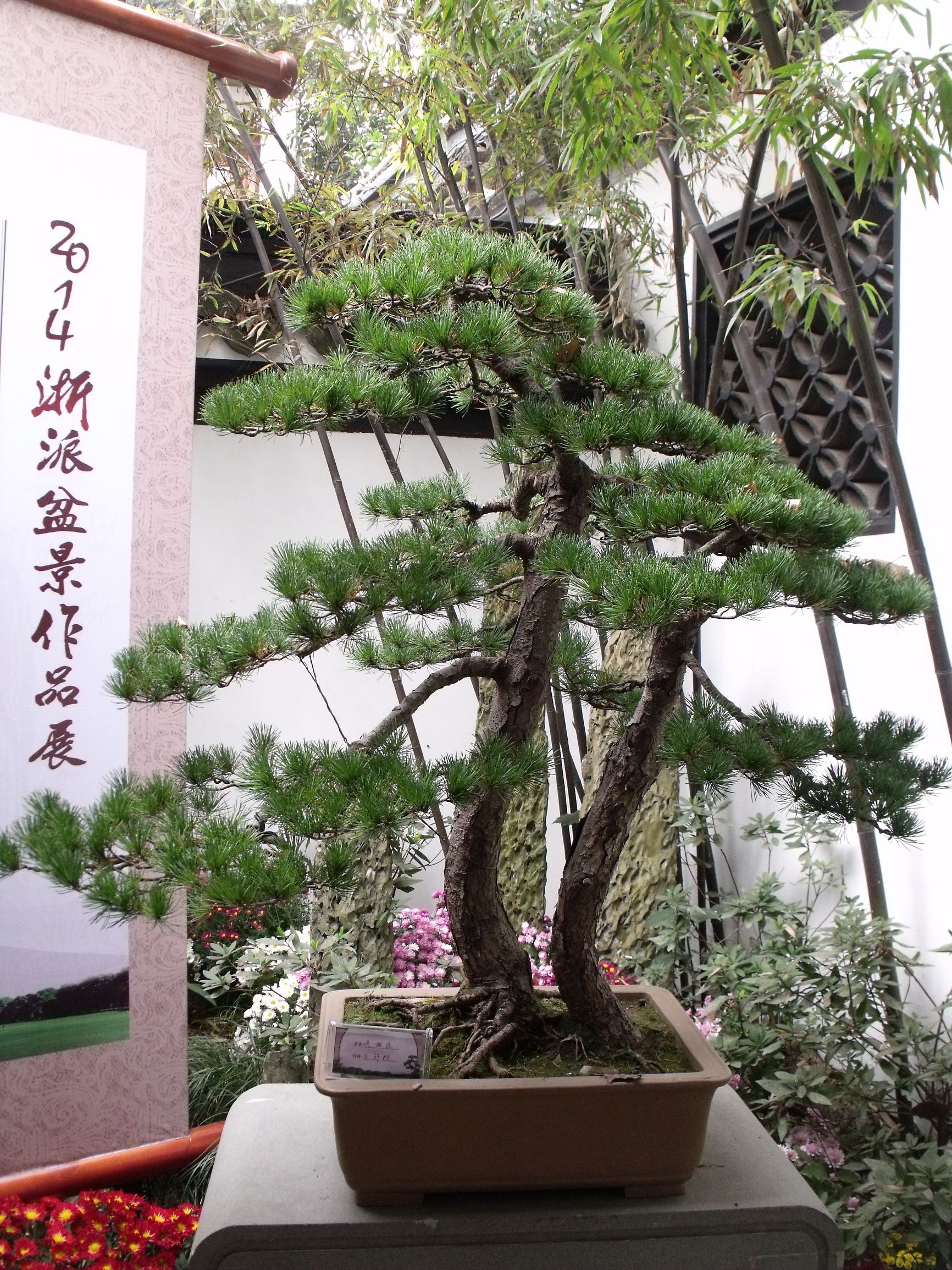 高山流水式松树盆景,亭亭山上松瑟瑟谷中风对比