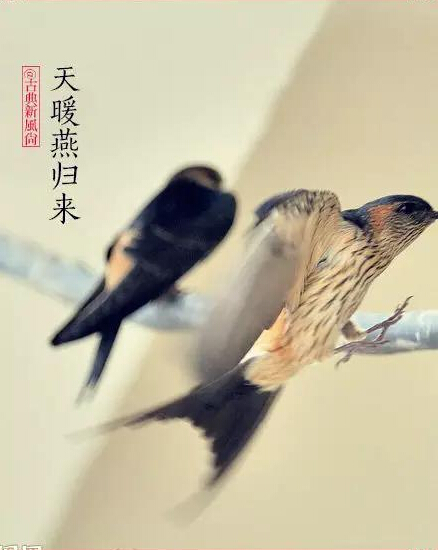 惊蛰二月节书法,惊蛰二月节古诗朗诵