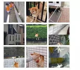 为什么柴犬掉毛那么厉害,为什么柴犬溜不动