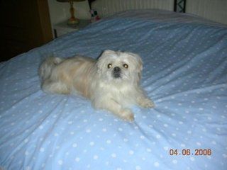 狗狗犬瘟热的症状和治疗方法,狗狗犬瘟热的症状