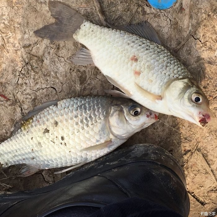 春天钓鲫鱼,春天钓黑坑新鱼