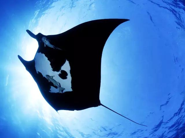 看动物的地方推荐,看动物去哪里的动物园最好