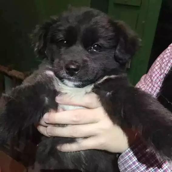 上海嘉定哪里有免费领养狗,瑶海区附近最近的宠物领养