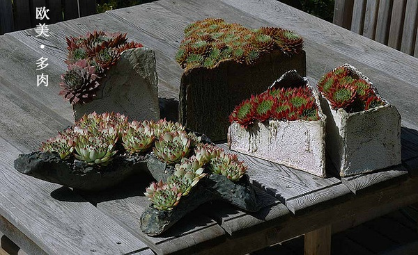 多肉张狂起来,狂野型多肉