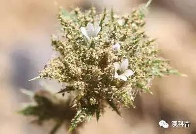 科学美图6：水螅的嘴是撕出来的、零重力下蜡烛火焰是蓝色的圆形