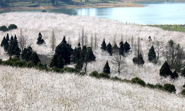 贵州安顺樱花花海,贵州安顺平坝樱花图片