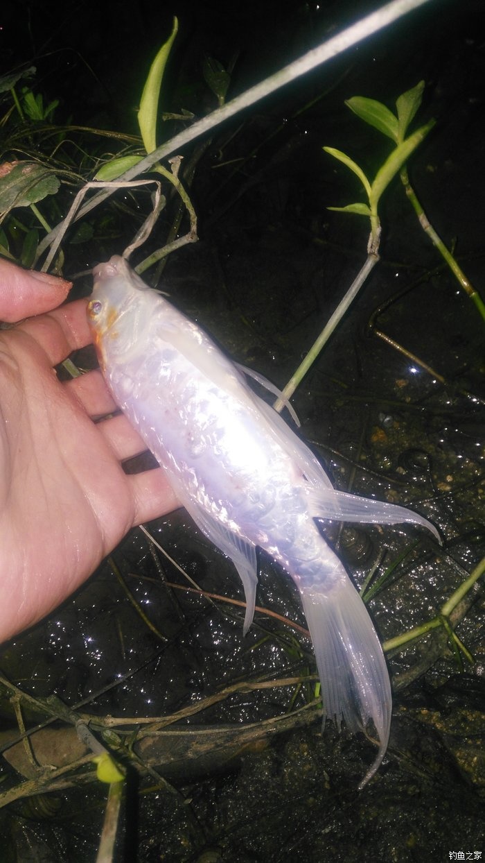 锦鲤迎春鱼跃龙门,锦鲤观赏鱼鸿运当头