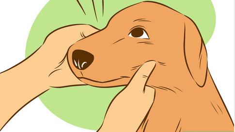 如何让陌生的狗狗喜欢自己,如何让刚到家的狗狗和自己亲近