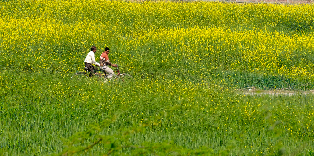 走去天竺,走天竺
