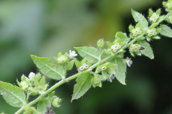 植物傻傻分不清,植物界的姐妹花