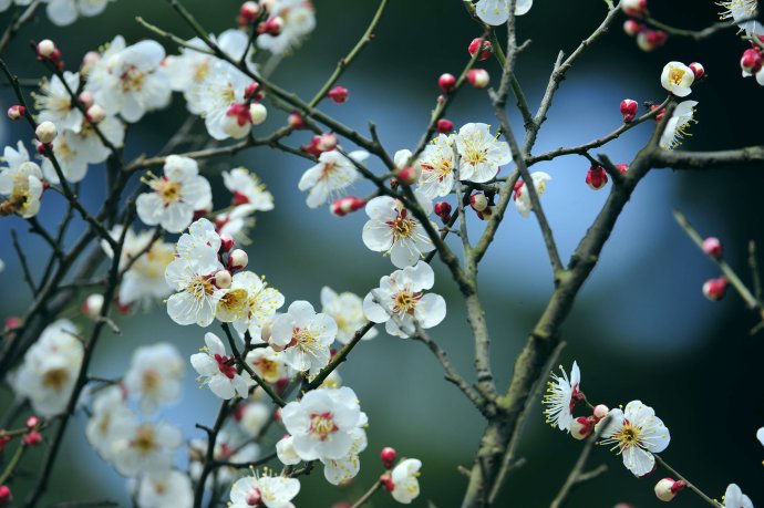 赏梅的正当时候,最是一年春光好踏春赏梅正当时