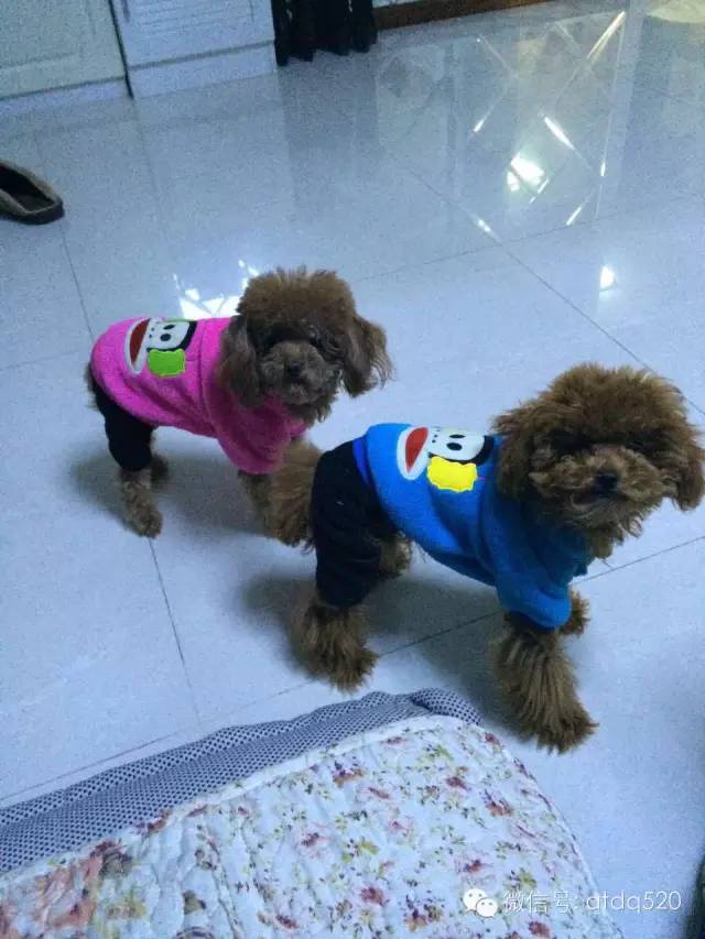 泰迪妈妈生了几个孩子,泰迪接生的过程