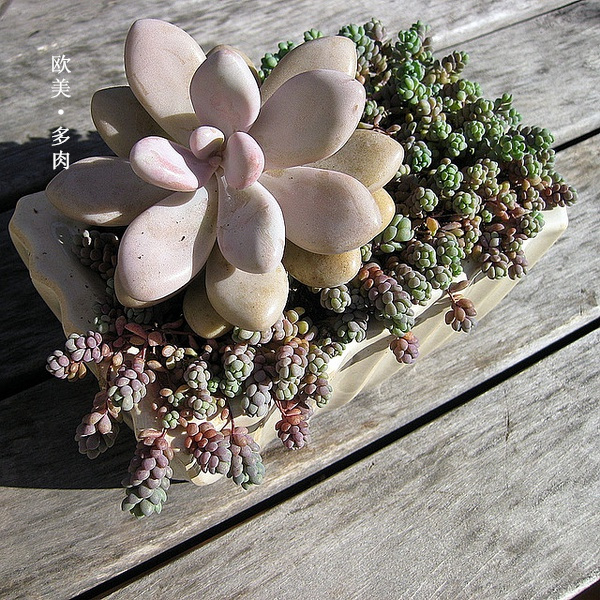 多肉张狂起来,狂野型多肉