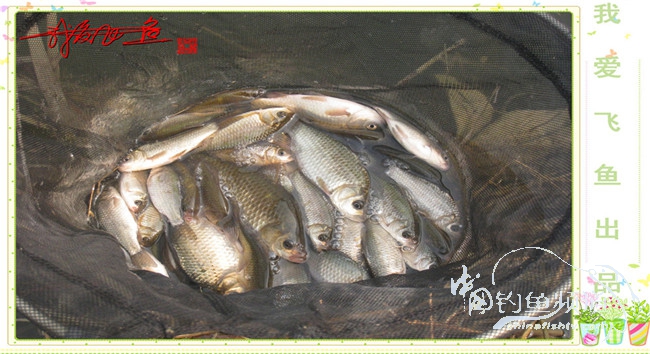 2016之我爱飞鱼觅得好钓点