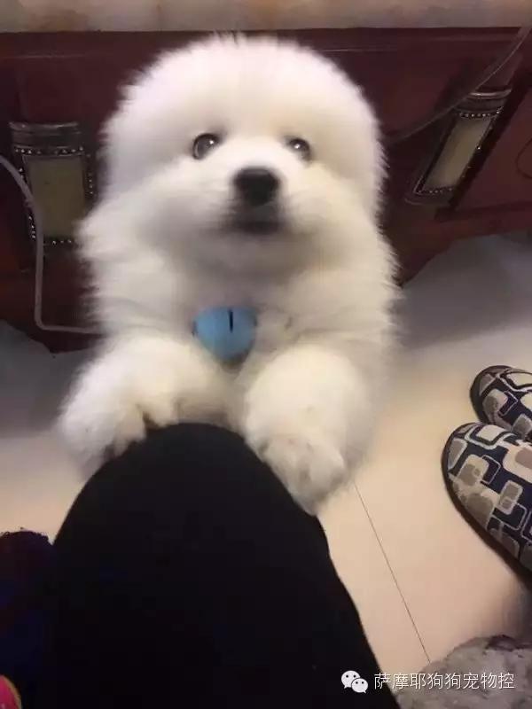 一只特立独行的萨摩,一只呆萌的哈巴狗