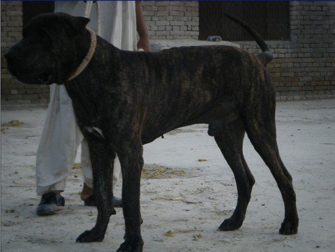 巴基斯坦库达犬帅气视频,世界十大不温顺狗