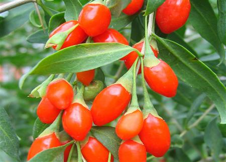 枸杞子树栽在院子里好不好,枸杞子树是种的吗