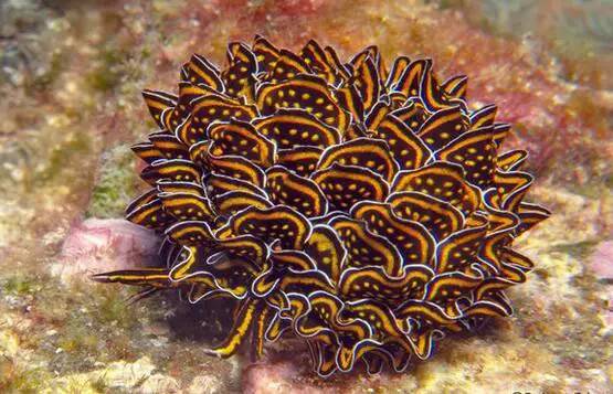 海兔教程,原神海兔全图鉴