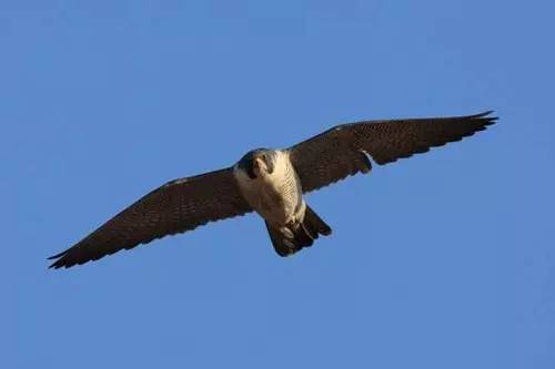 #走近科学#如何获得速度所带来的欲仙欲死的快感？