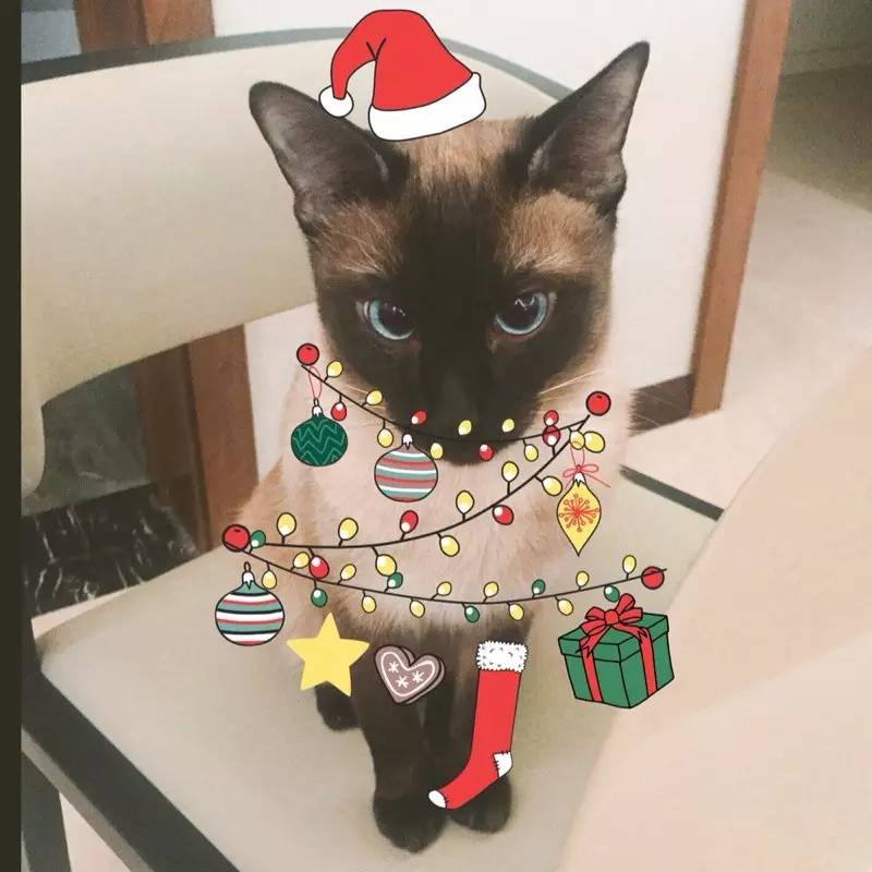 奶猫受惊怎么办,奶猫猫瘟如何处理