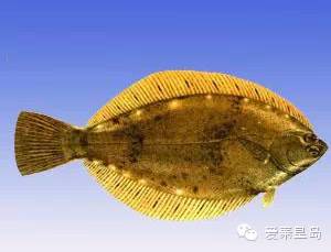 秦皇岛海鲜推荐,秦皇岛海鲜美食推荐