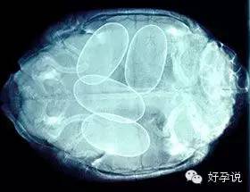 存放十年的胚胎,保存生胚