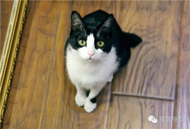 gucci2019新款裙 (gucci花西装harry styles)