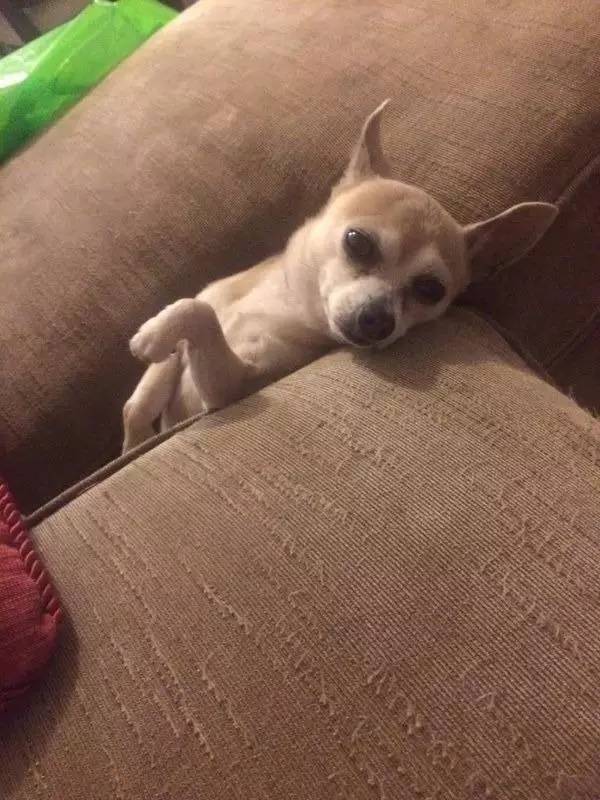 狗生已思考好,请帮我把狗头弄出来