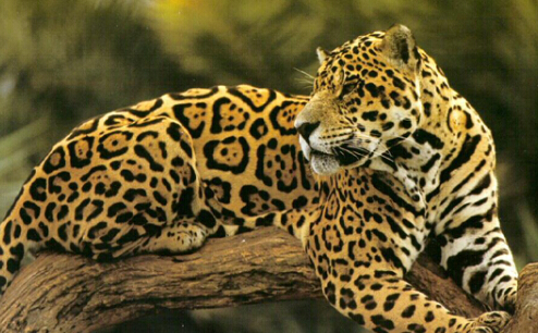 朝鲜人怎么看待明朝正德皇帝？