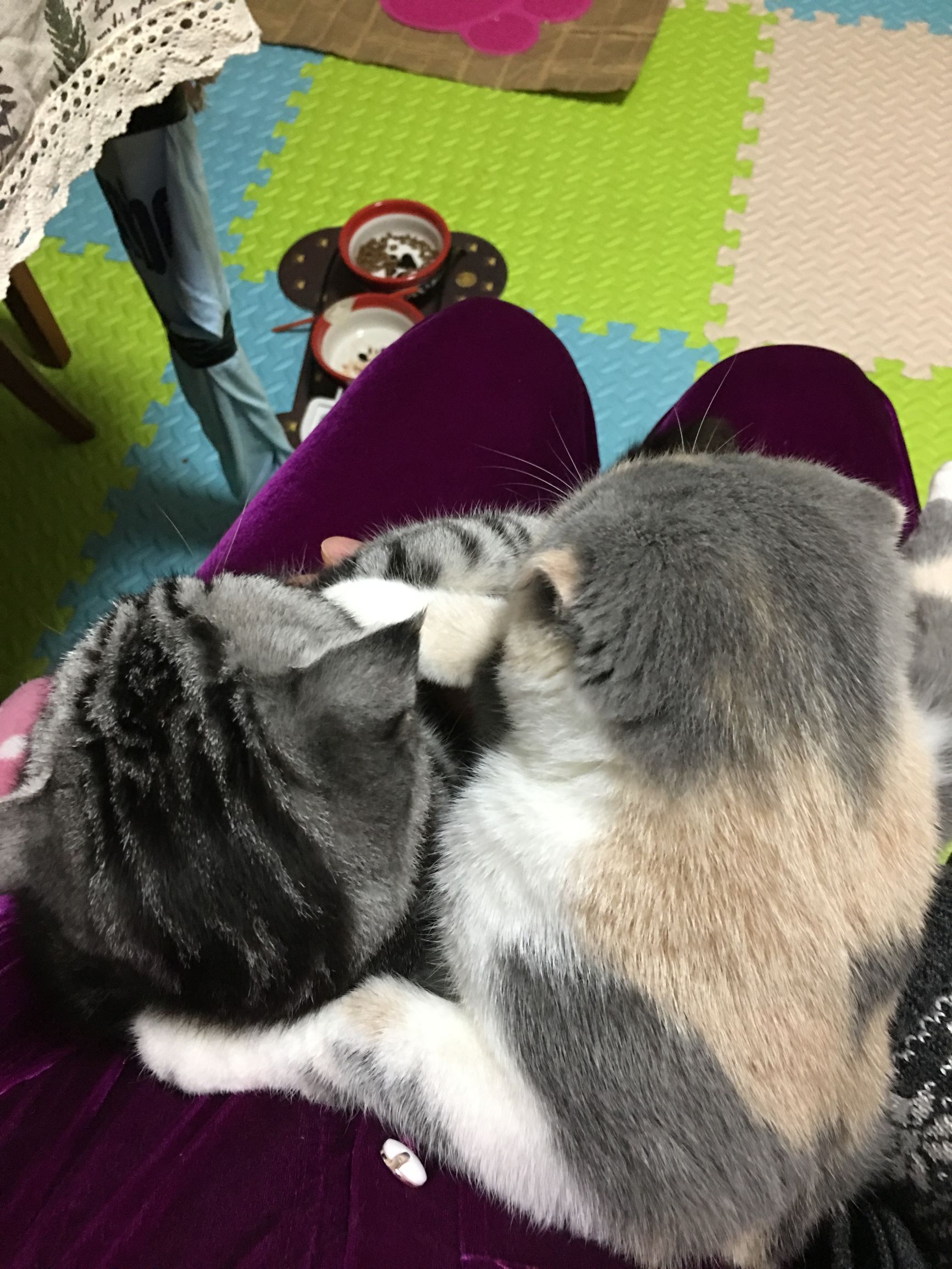 家里养了两只猫是什么体验,养两只猫一公一母好还是两公好