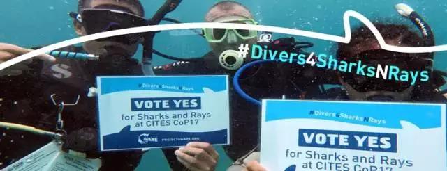 带你了解鱼翅的多种功效,鱼翅的营养真是高级补品吗