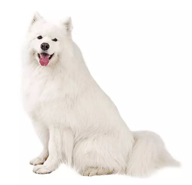 微笑天使萨摩耶禁养吗,微笑天使萨摩耶歪头杀