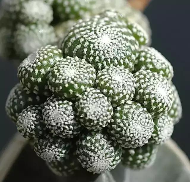 如何让多肉快速长大,怎样让多肉快速长大