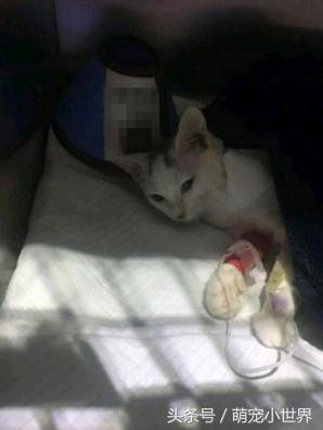小猫离奇死亡离奇消失,猫咪在家里突然失踪新闻