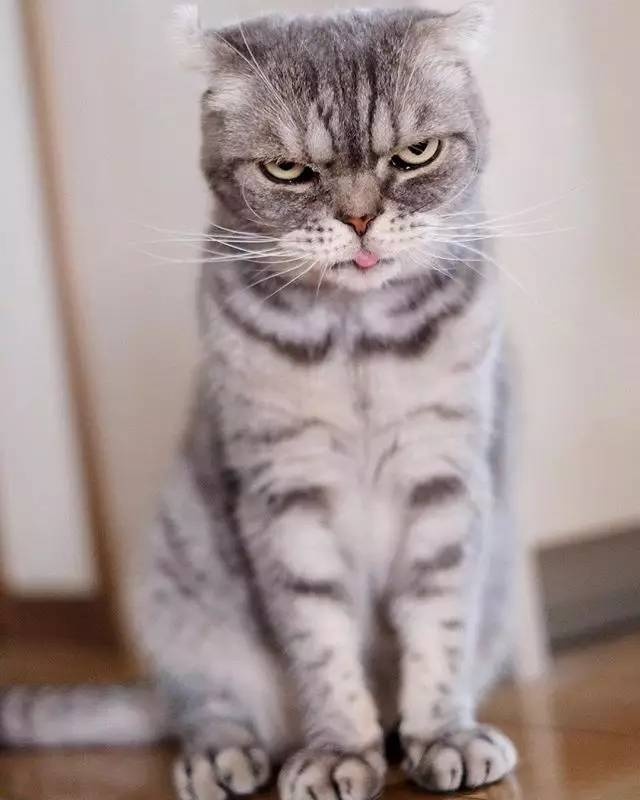 怎样亲近喵星人教你5个实用贴士,喵星人独门秘籍