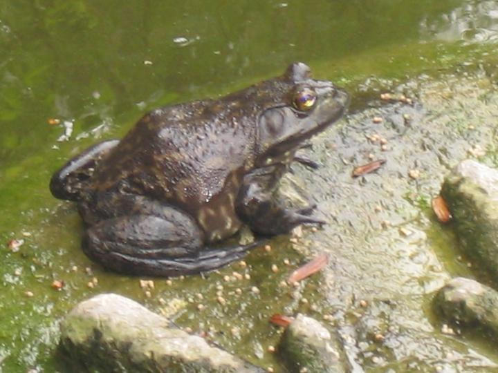 弹弓能不能射大型动物,弹弓能狩猎多远的猎物
