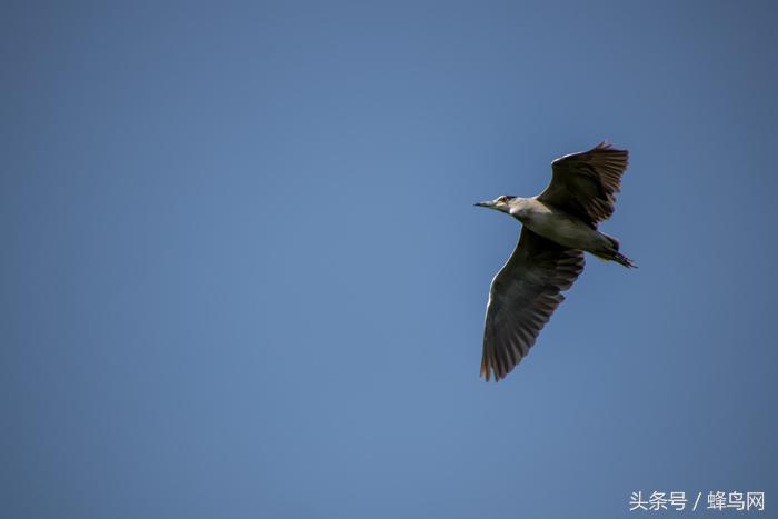 腾龙变焦镜头18-4,腾龙新18-400mm大变焦镜头