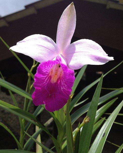 世界上最名贵的花图片大全,世界上最贵的10种花