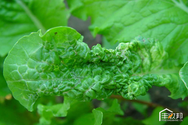 种植白菜心怎么管理,防治白菜萝卜病虫害哪个药好