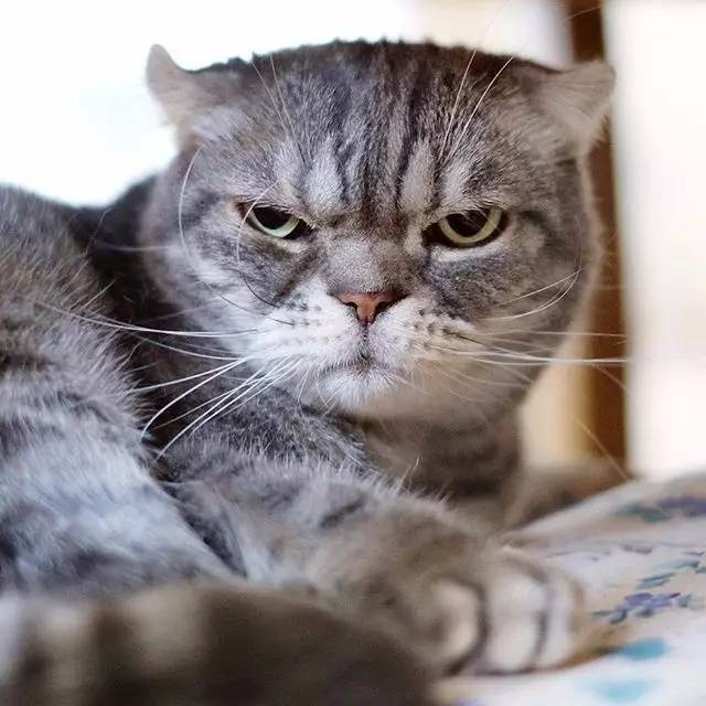 怎样亲近喵星人教你5个实用贴士,喵星人独门秘籍